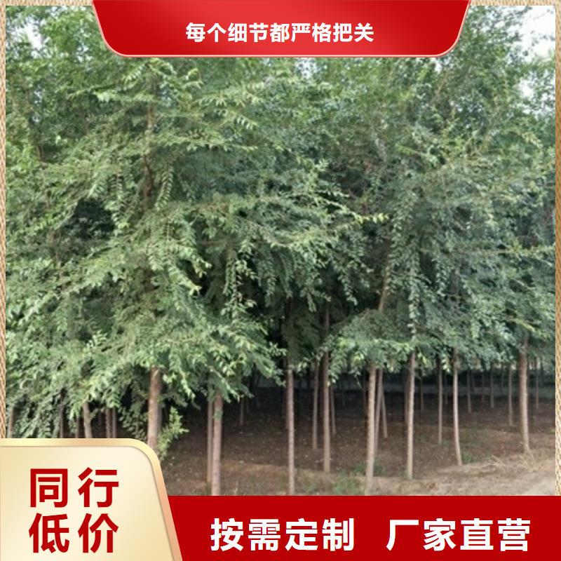 在销售榆树的厂家地址