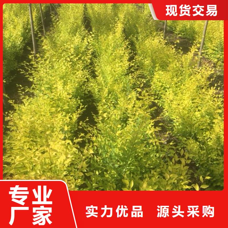 榆树品质与价格