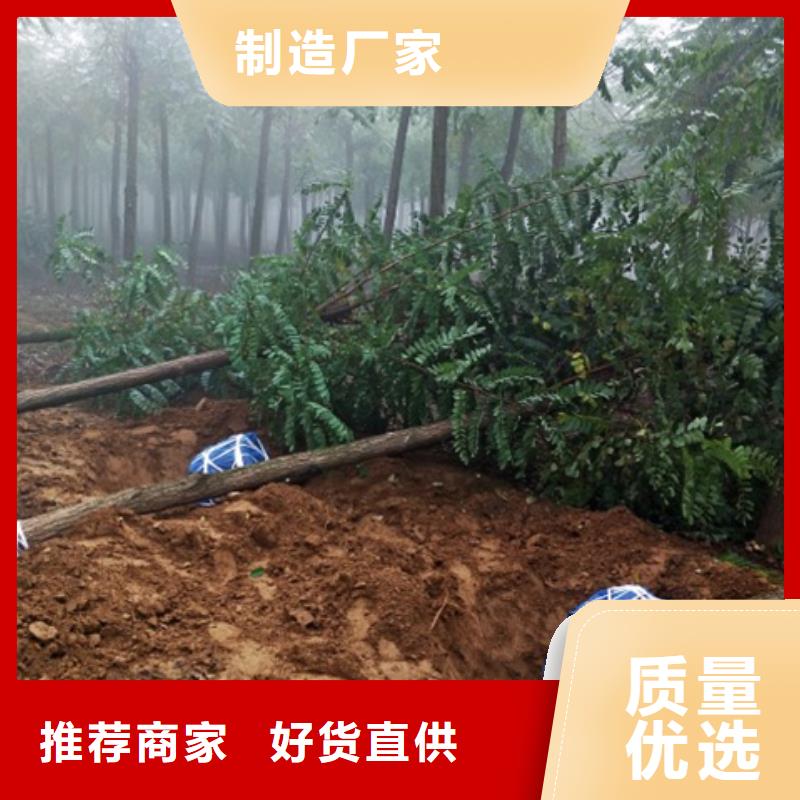 榆树生产厂家_厂家直销