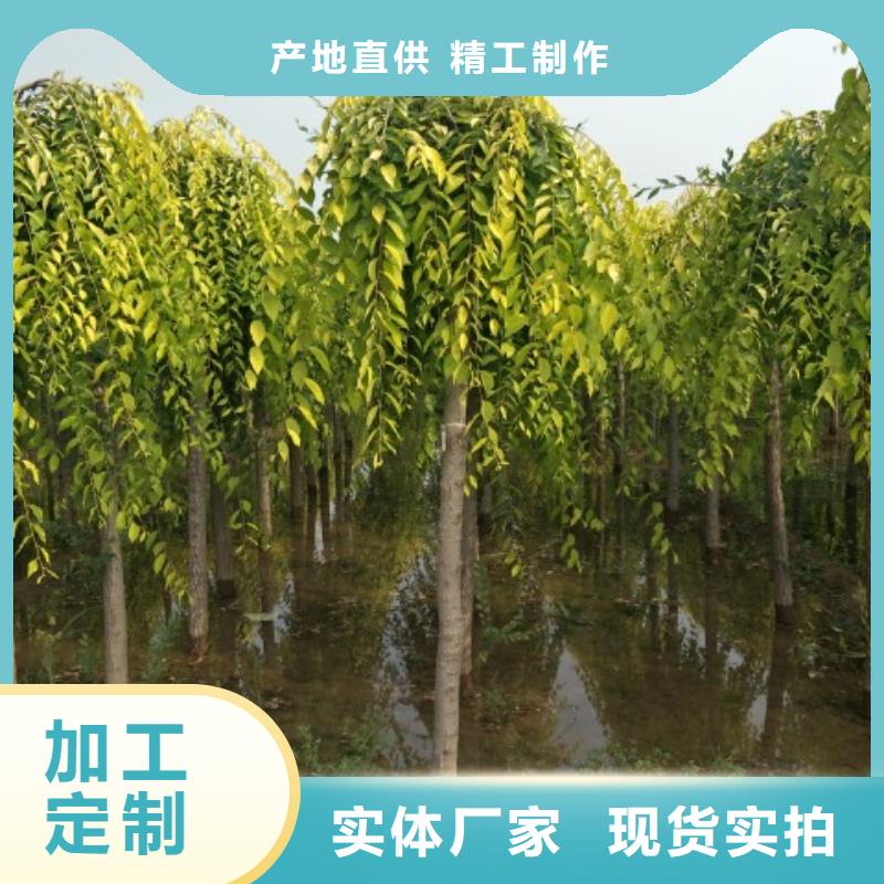 榆树优选商家