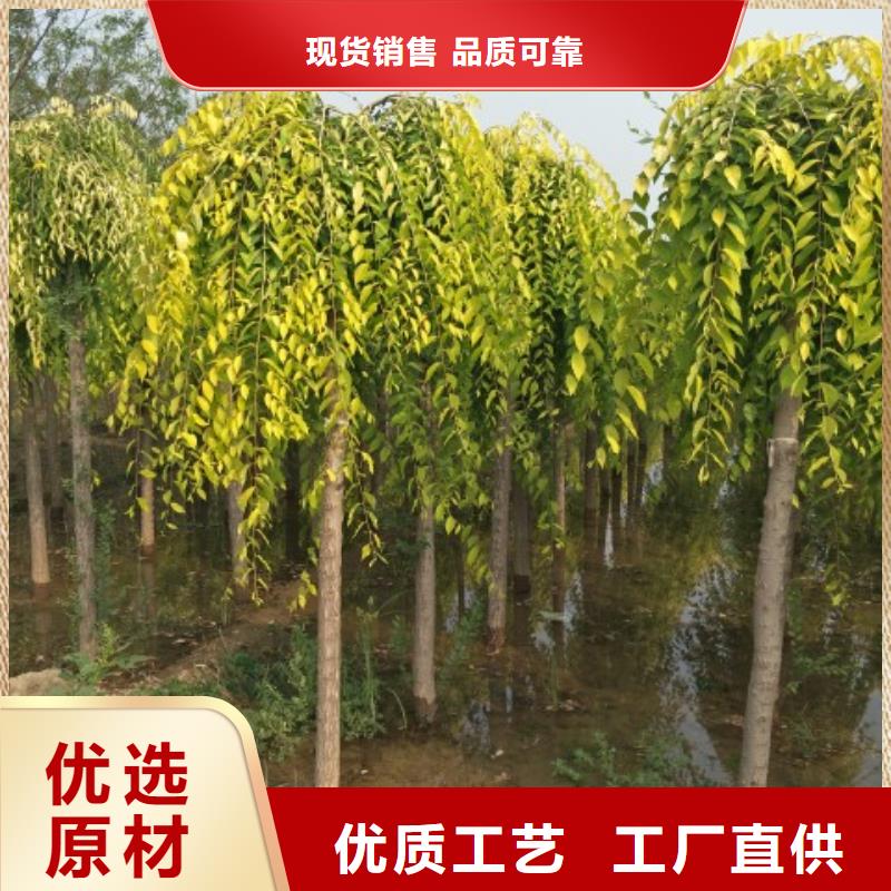 经验丰富的榆树销售厂家