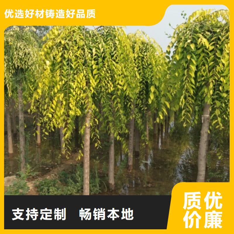 榆树品牌厂家-放心选购