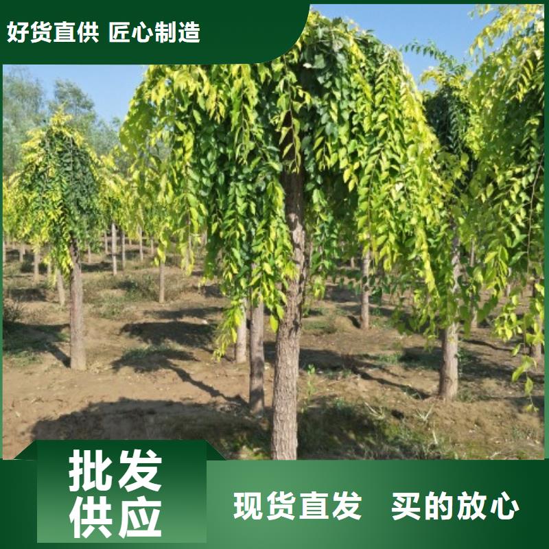 榆树品质与价格