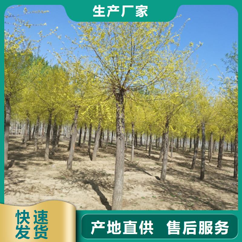 榆树技术参数