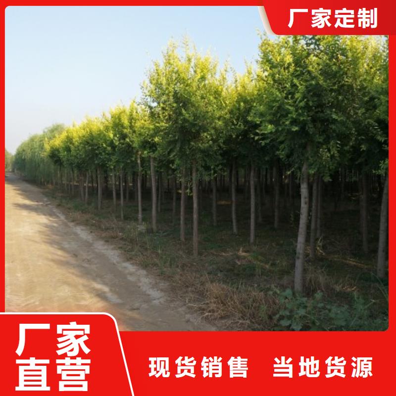 榆树质量有保证