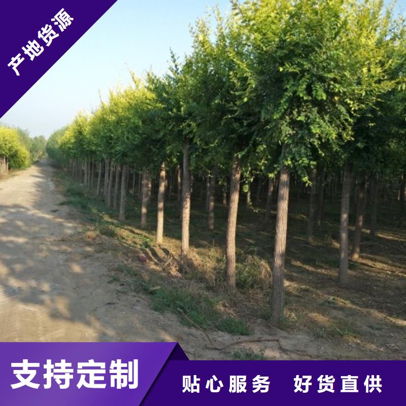 榆树、榆树厂家直销-发货及时