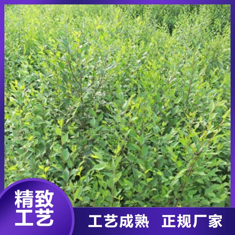 榆树行业经验丰富