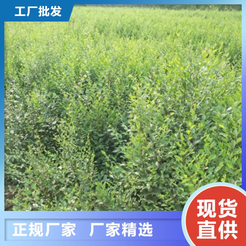 榆树技术参数