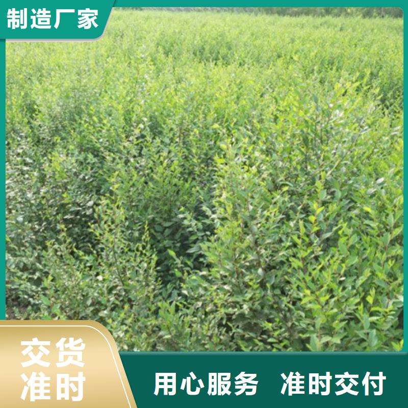 榆树-可在线咨询