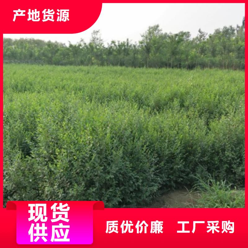 甄选：榆树供货商