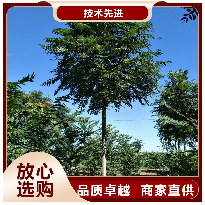 椿树厂家批发价-让您满意
