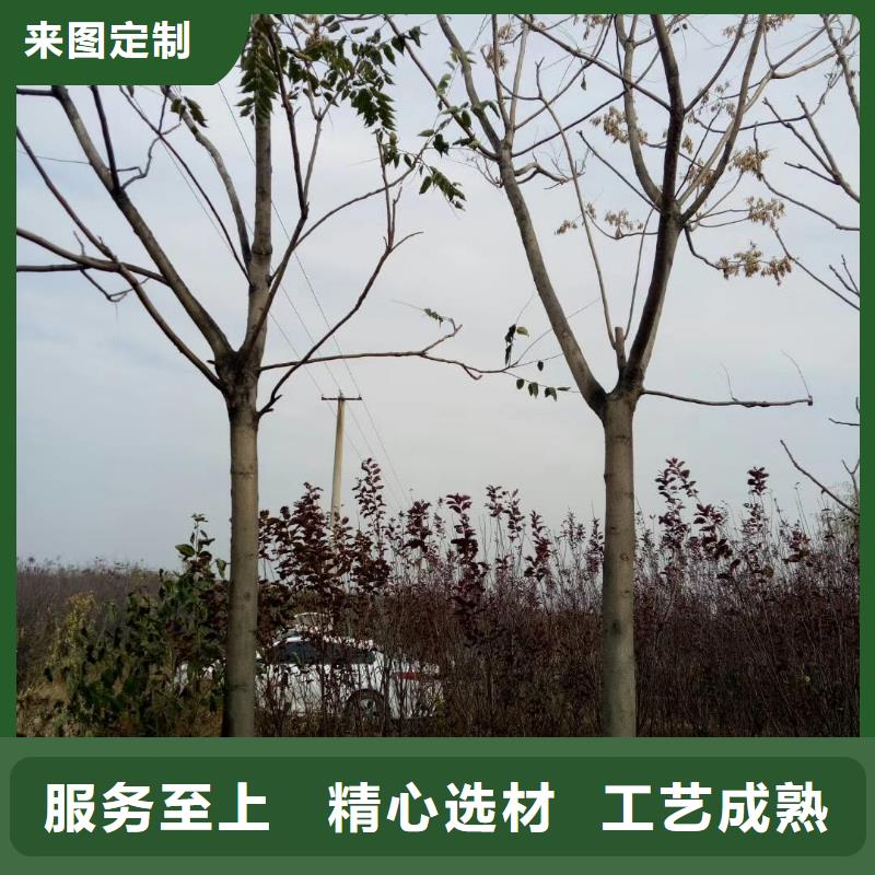 椿树-椿树性价比高