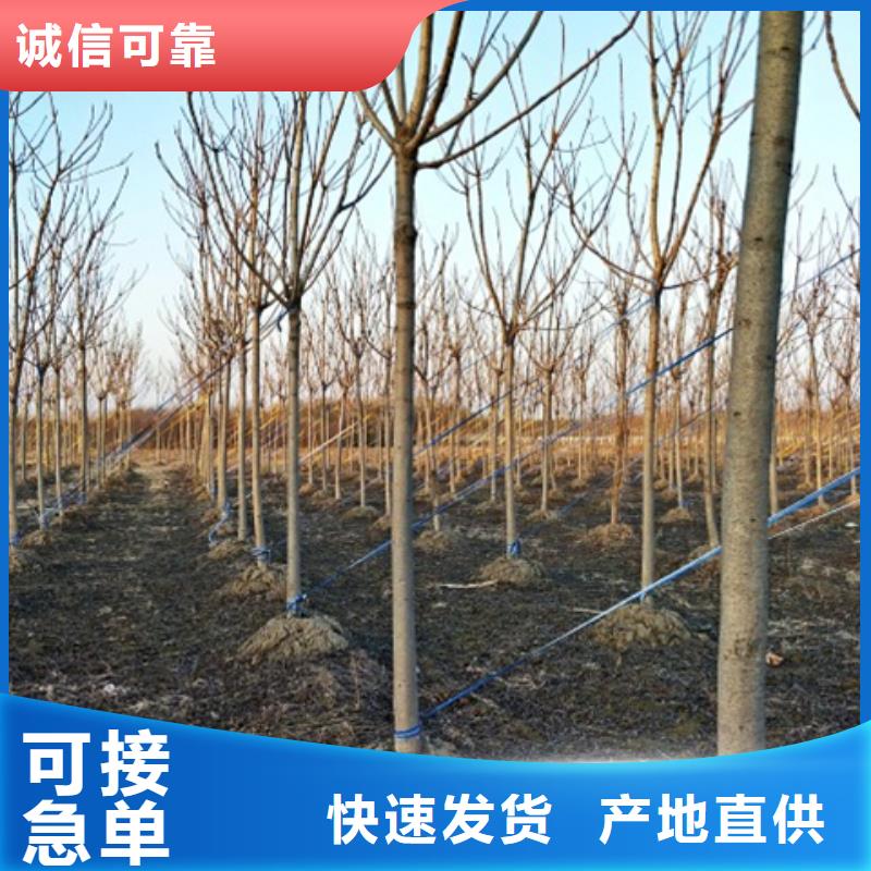 椿树优选货源