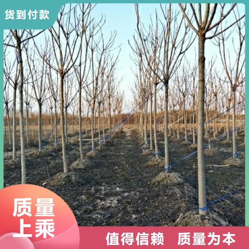 椿树、椿树厂家-价格合理