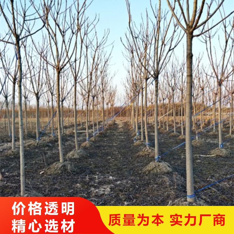 椿树-椿树质量好