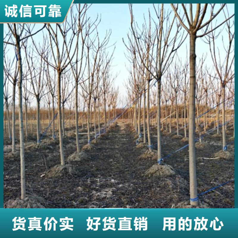 椿树正规实体厂家