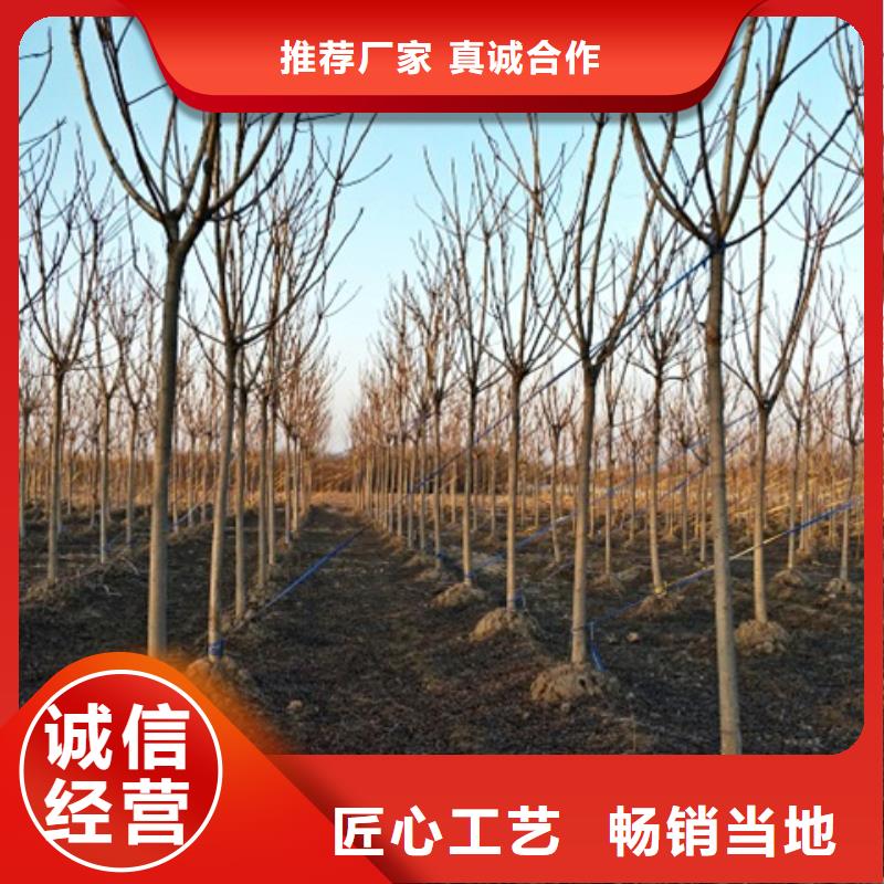 椿树价格行情走势