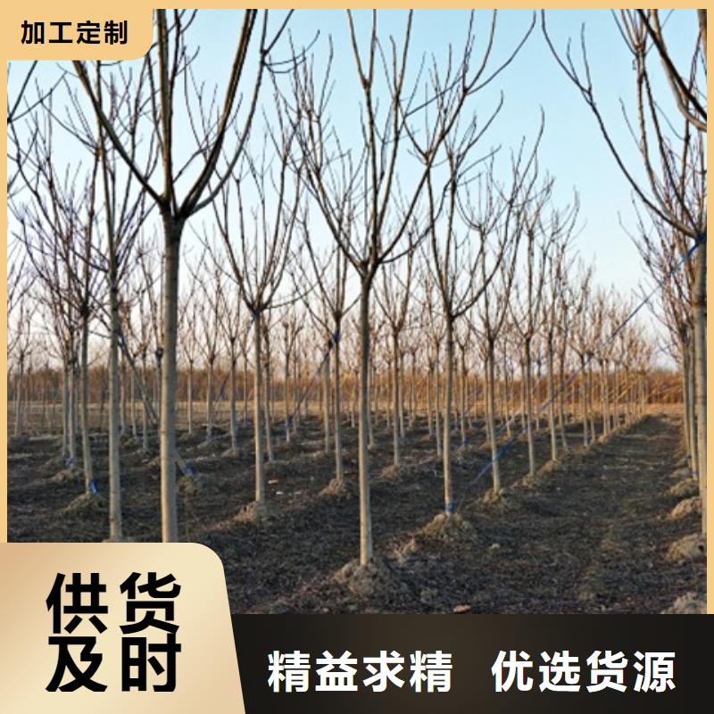椿树自产自销