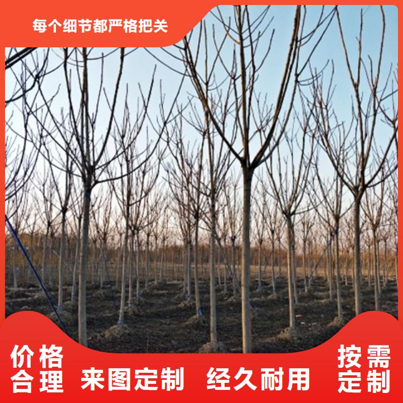 椿树_欢迎致电
