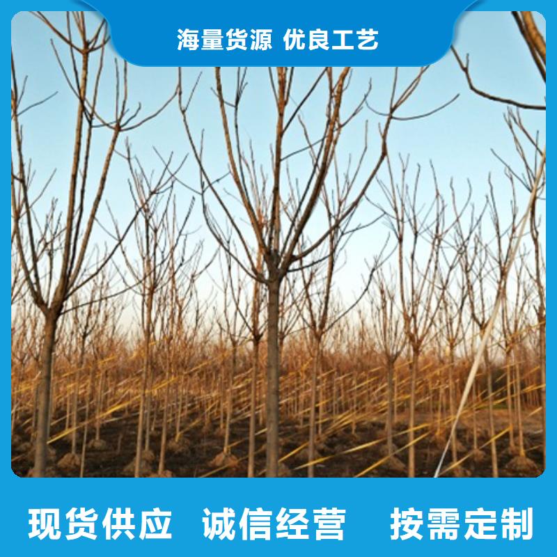 椿树正规实体厂家