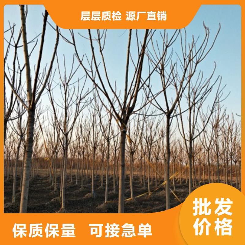 椿树优选货源
