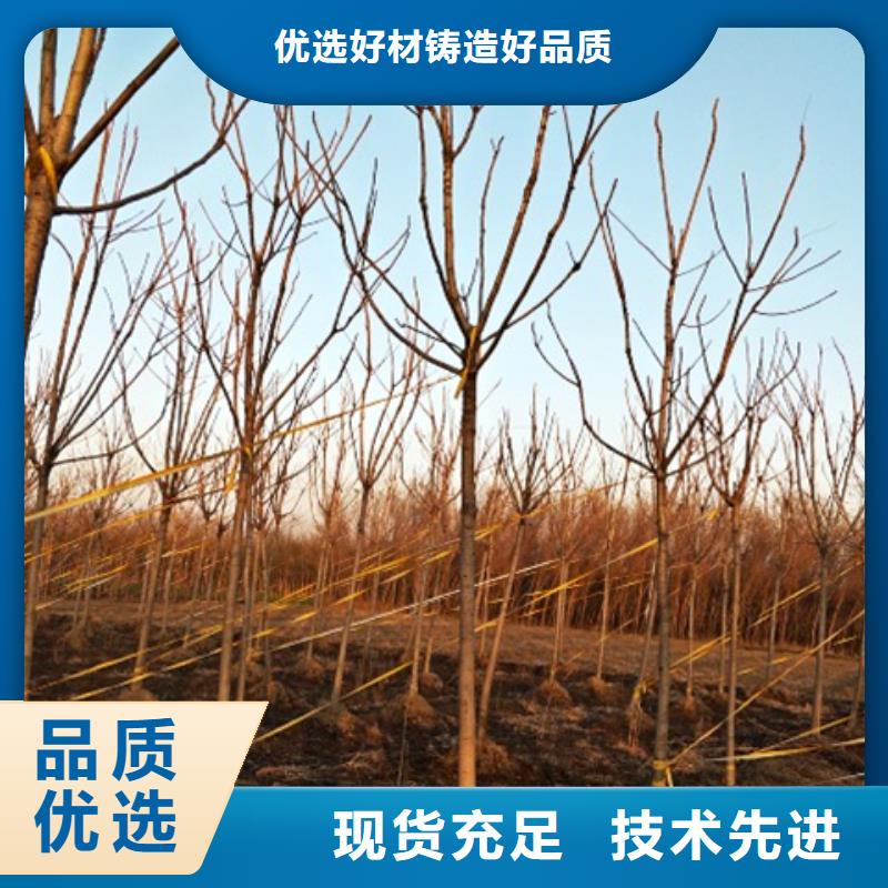 椿树厂家-为您服务