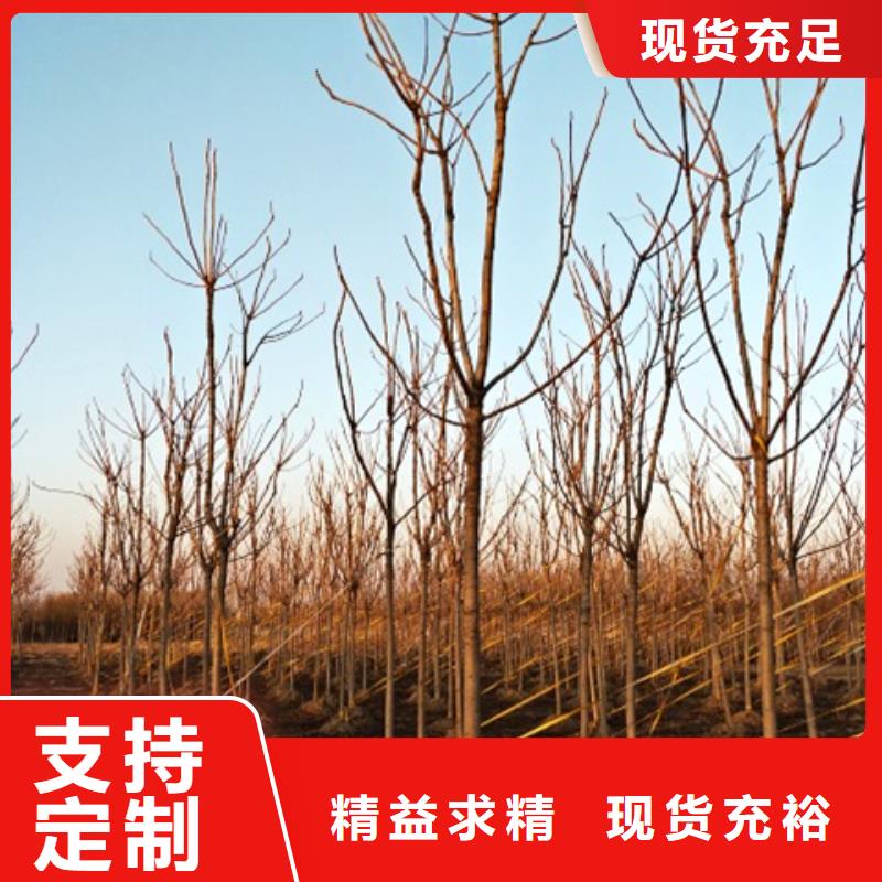 椿树-椿树质量好