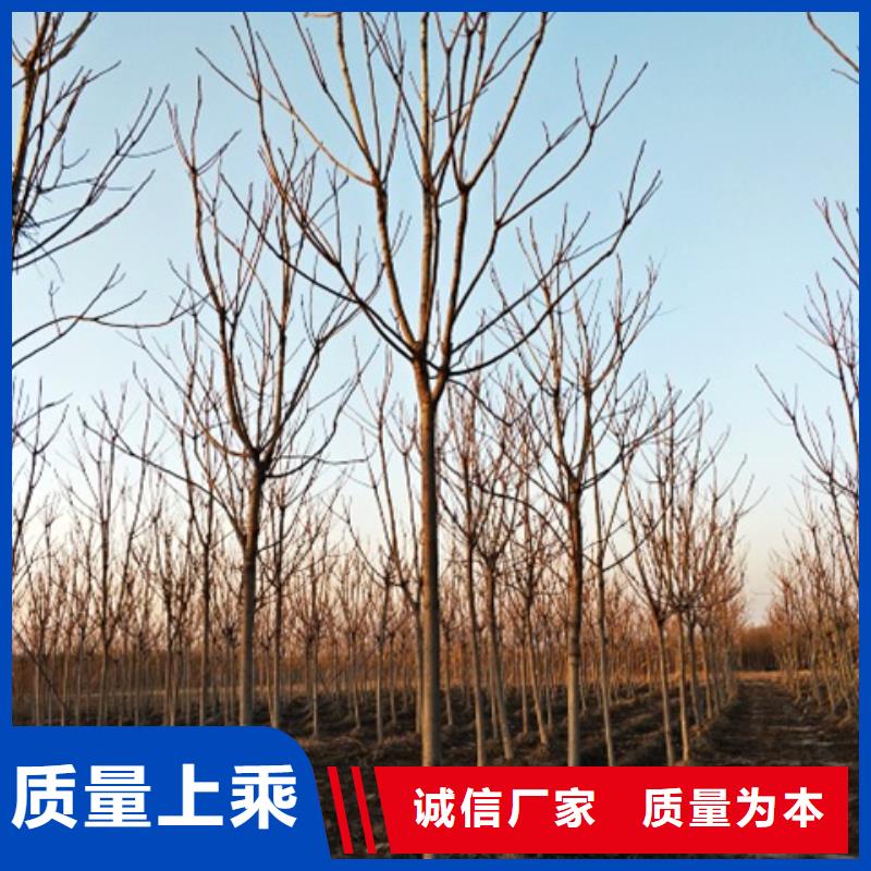 椿树设计