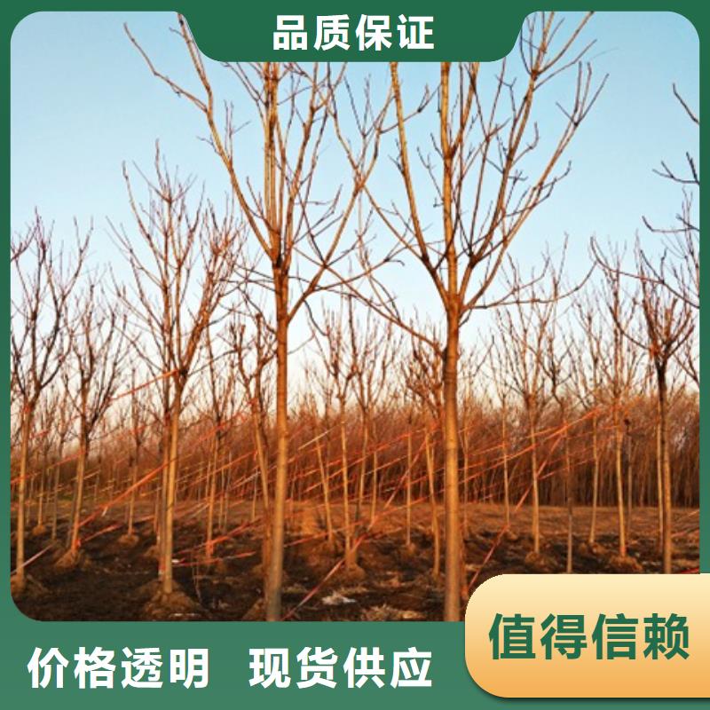 椿树正规实体厂家