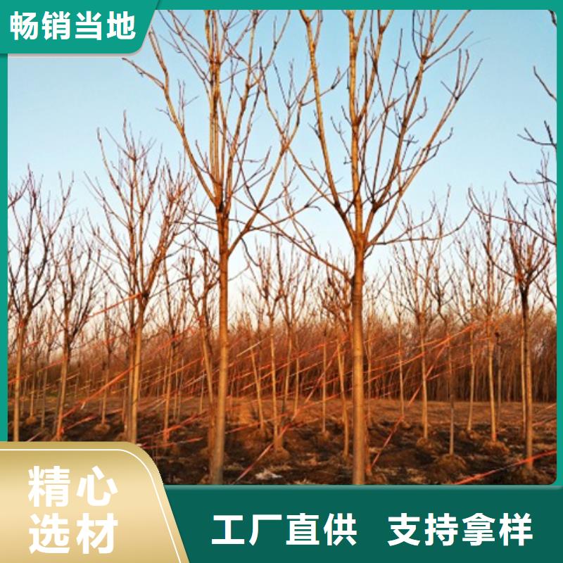 博白质量好的椿树实体厂家