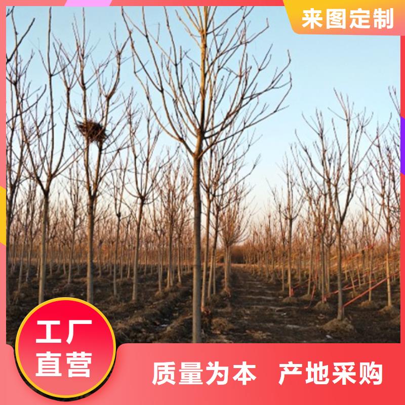 椿树_欢迎致电