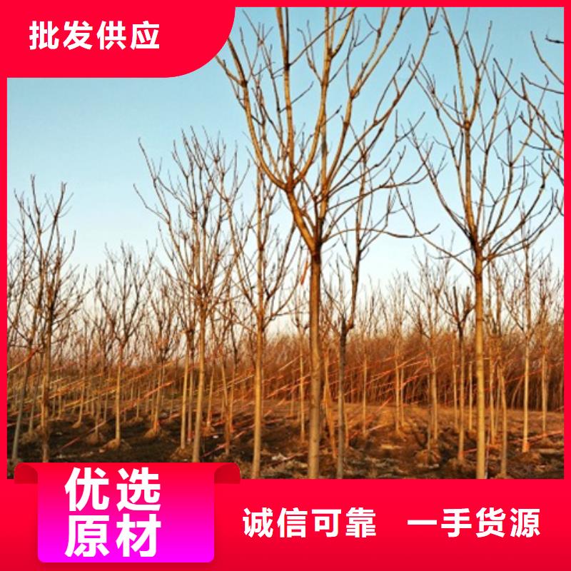 椿树现货充裕