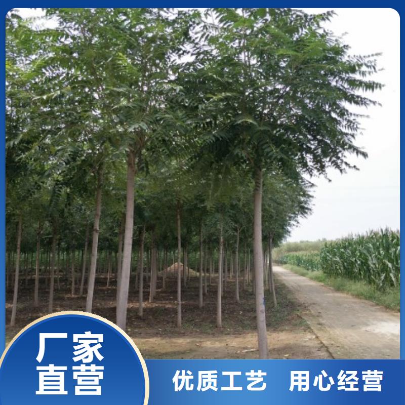 椿树设计