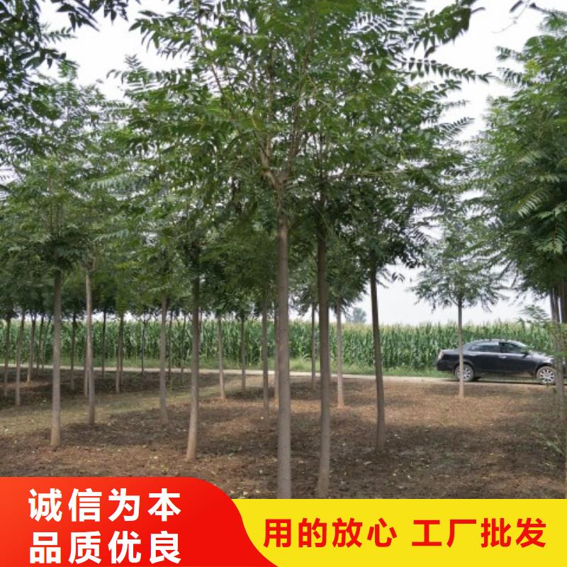椿树-椿树质量好