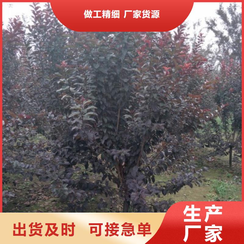 火炬树-火炬树厂家直销