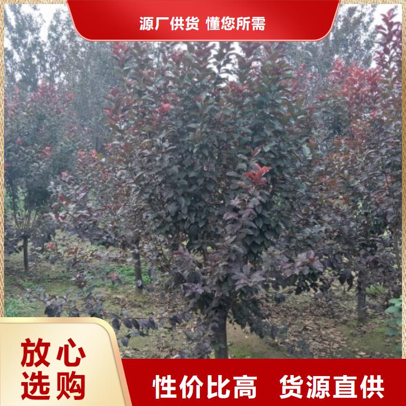 优质火炬树-专业生产火炬树