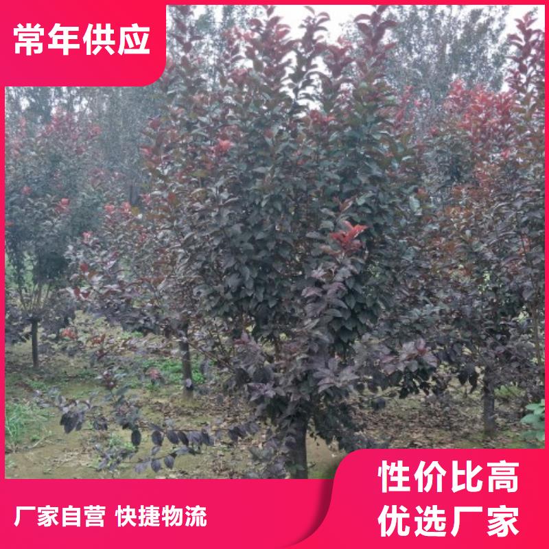 火炬树_量身定制
