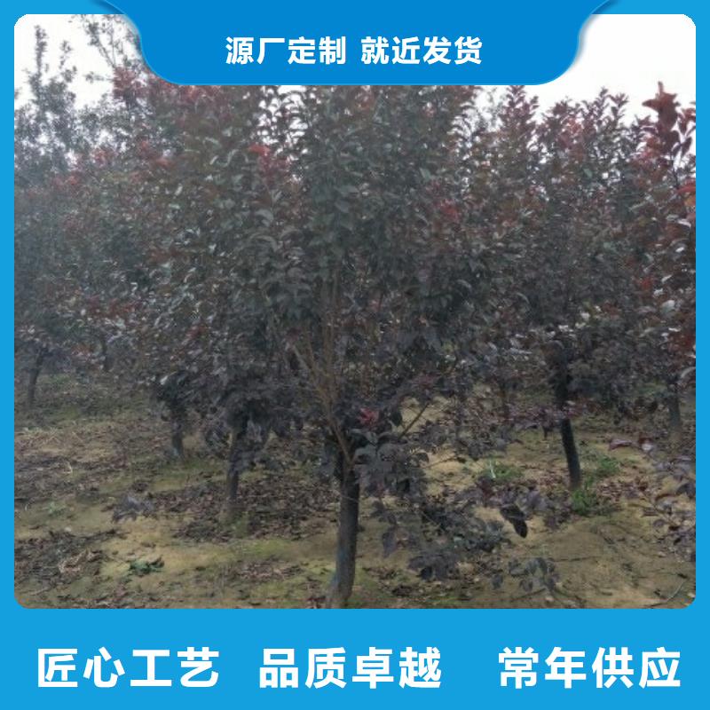 火炬树有现货也可定制