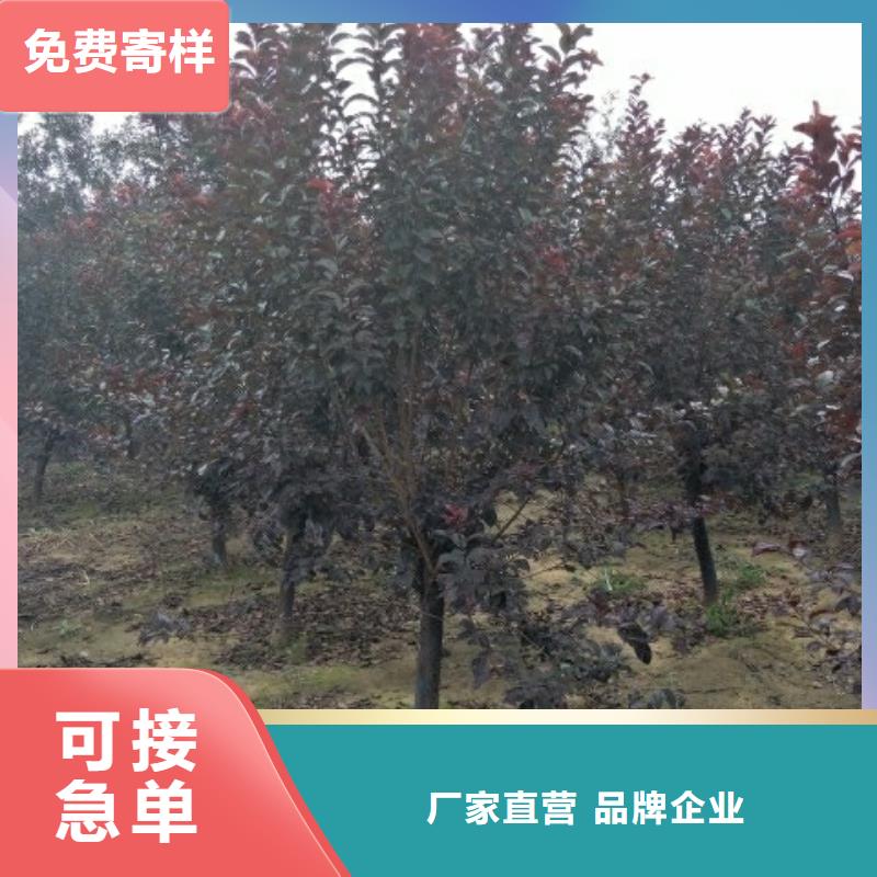 火炬树多年老厂家