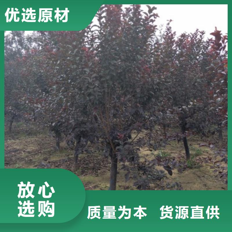 火炬树老品牌值得信赖