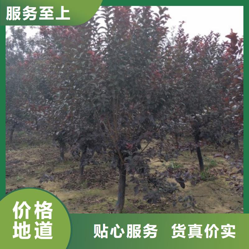火炬树-实业厂家