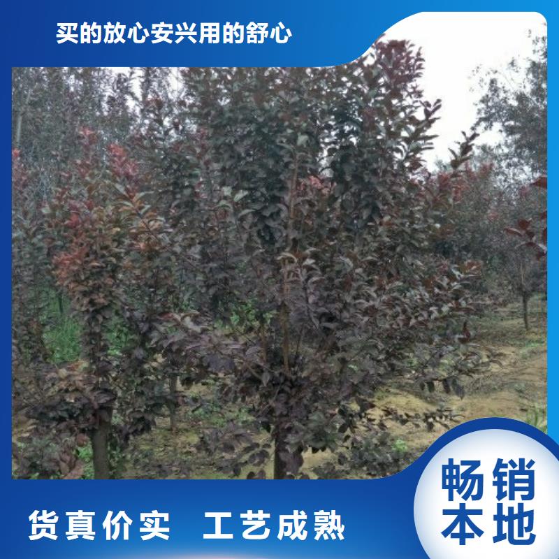 火炬树-火炬树厂家直销