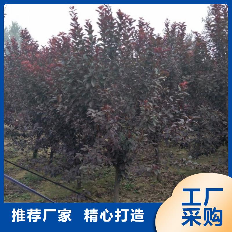 专业销售火炬树-省钱
