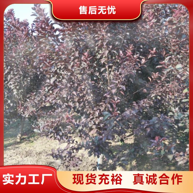 优质火炬树-专业生产火炬树