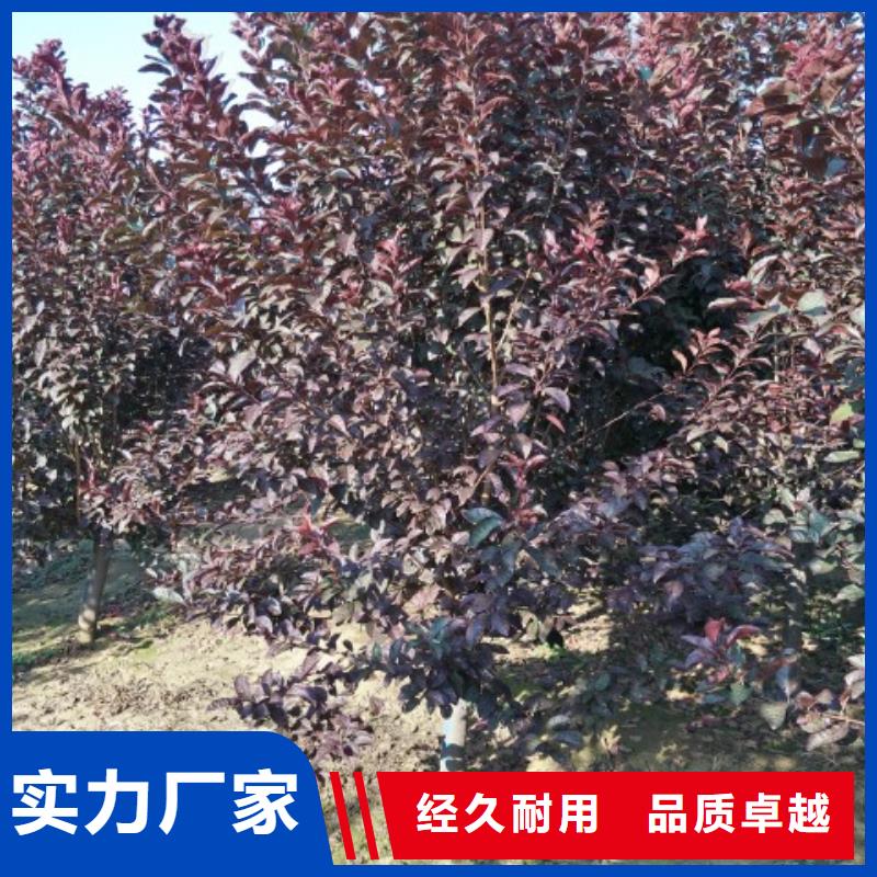 火炬树加工工厂