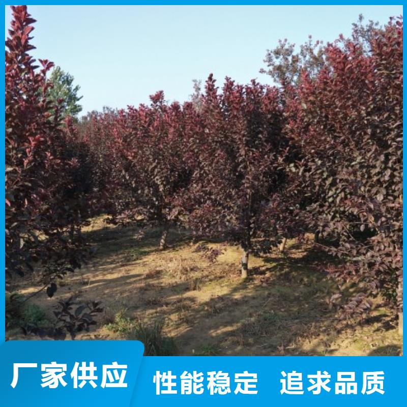 火炬树多年老厂家