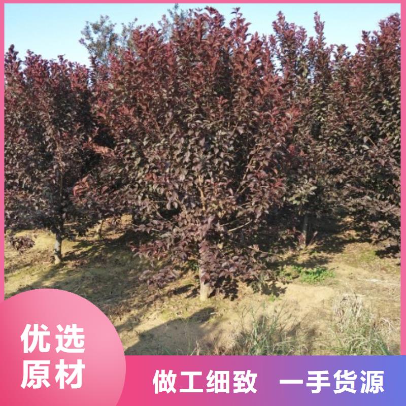 火炬树源头供应商