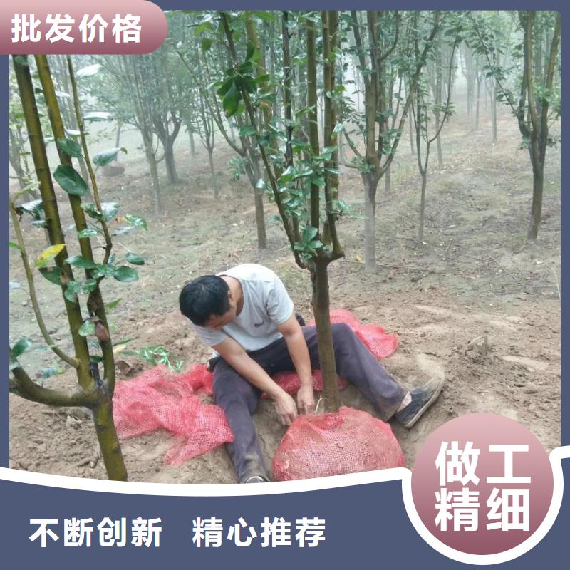火炬树-火炬树定制