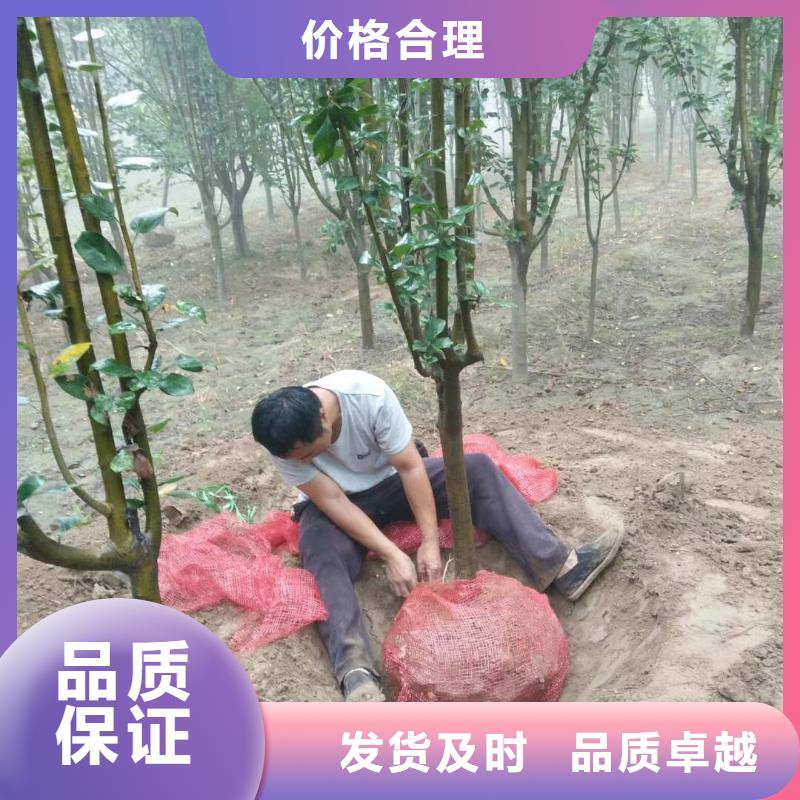 火炬树老品牌值得信赖