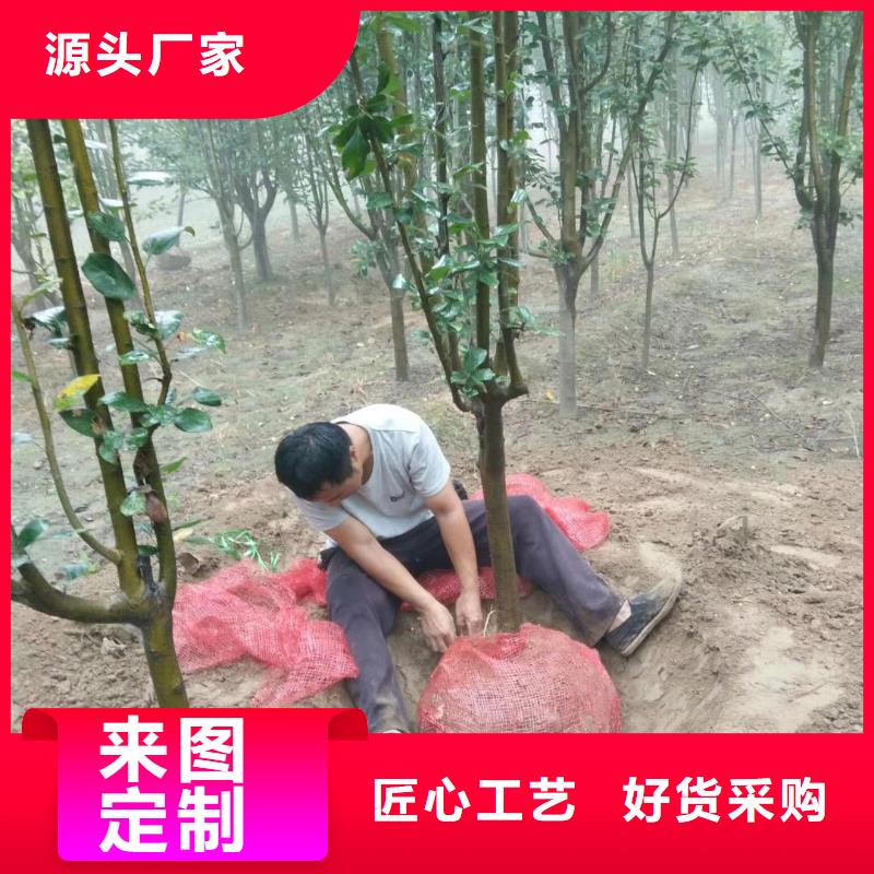 火炬树厂家现货定做